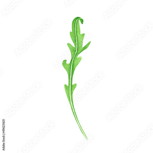 Wallpaper Mural Fresh leaves salad arugula. Watercolor painting on white background. Illustration for design, textiles, menu, paper Torontodigital.ca