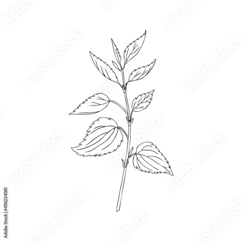 Nettle wild field flower isolated on white background botanical hand drawn sketch vector doodle line art illustration Urtica dioica for design package tea, cosmetic, natural medicine, greeting card
