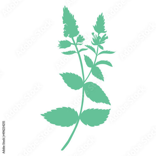 Mint branch, leaves and flower isolated on white, Hand drawn vector spicy herb, Doodle cooking ingredient peppermint silhouette for design natural cosmetic, organic medicine, herbal tea package
