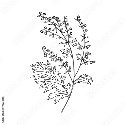 Artemisia absinthium, wormwood hand drawn vector ink line art isolated on white, Also called absinthium absinthe wormwood, Common Wormwood herb, Absinthe plant, Doodle Healing for design alcohol
