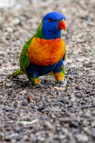 Rainbow Lorikeet in Queensland Australia