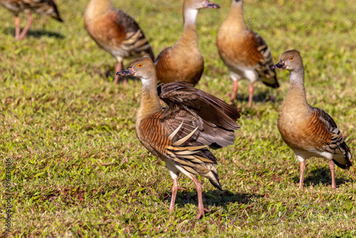 Plumer Whistling Duck in Queensland Australia