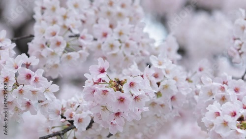 雨の中の桜