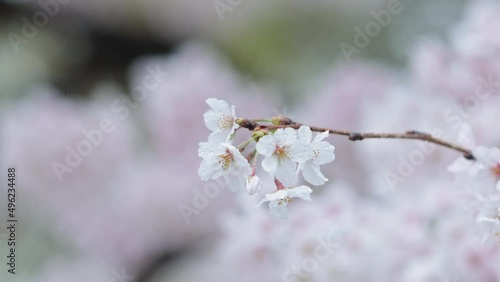 雨の中の桜
