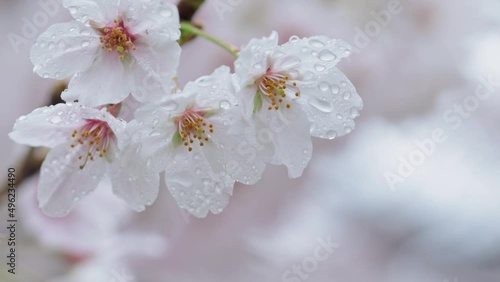 雨の中の桜
