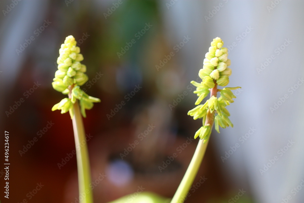 Fototapeta premium Scilla marmorata Drimiopsis maculata succulent flower