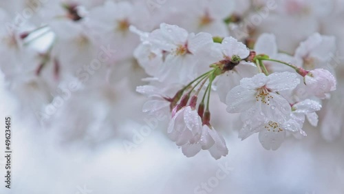 雨の中の桜