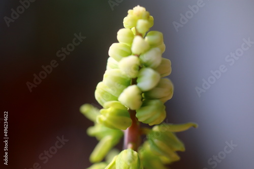 Scilla marmorata Drimiopsis maculata succulent flower photo