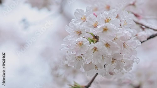雨の中の桜