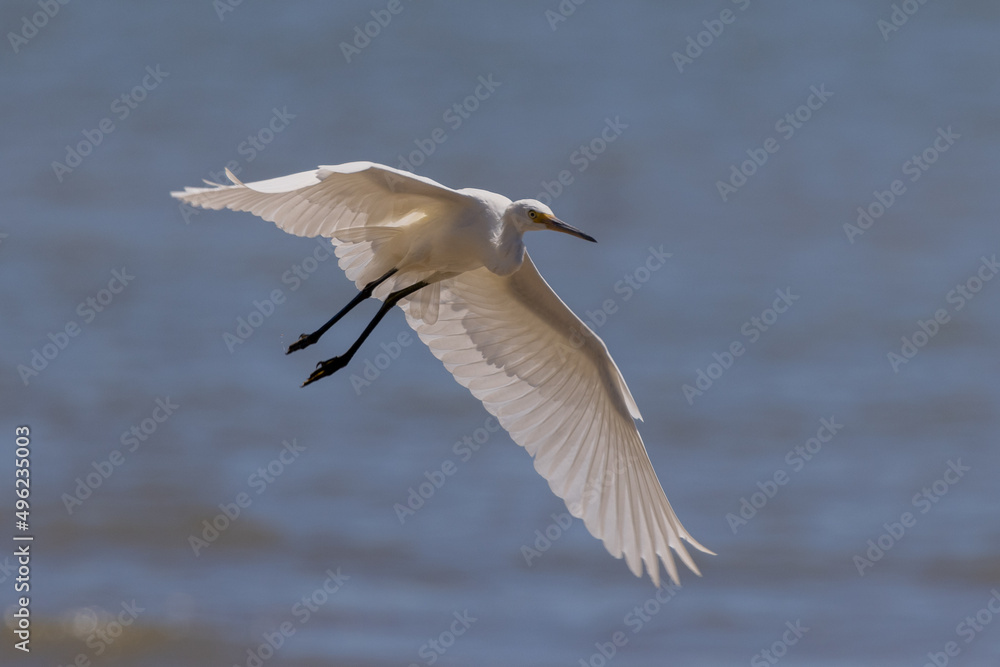 Little Egret in Queensland Australia Little Egret in Queensland Australia
