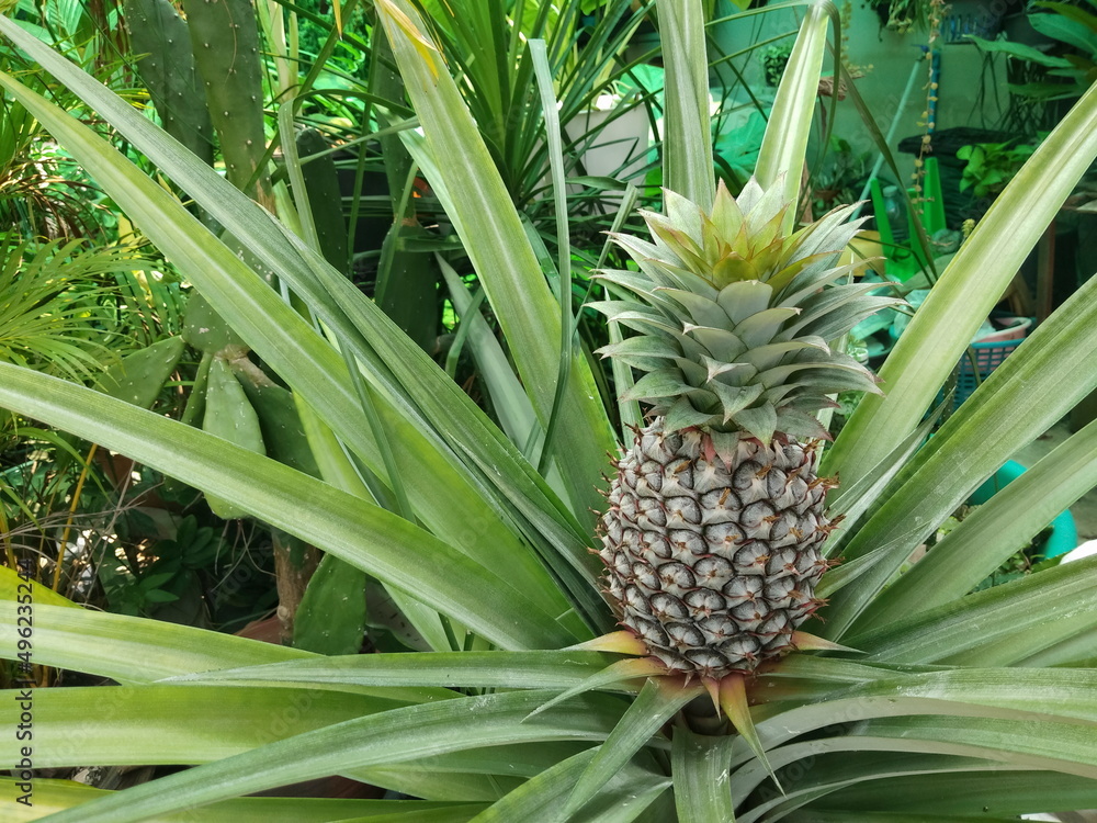 Closeup a pineapple growing around with green nature background. Closeup a pineapple growing around with green nature background.