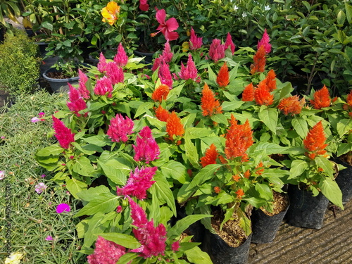 many Celosia argentea, commonly known as the plumed cockscomb or silver cock's comb blossom with green leaves background.