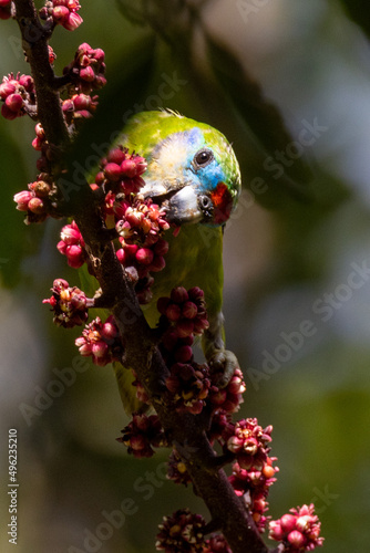 Double-eyed Fig Parrot in Queensland Australia photo