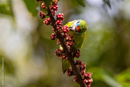 Double-eyed Fig Parrot in Queensland Australia