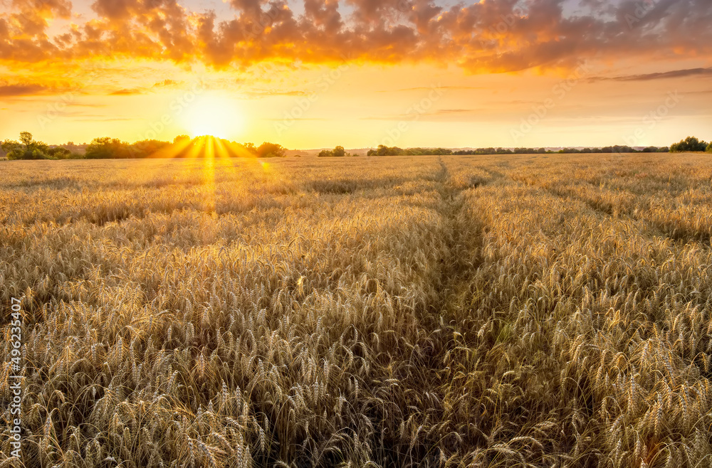 Obraz premium Wheaten golden field wirh path during sunset or sunrise with nice wheat and sun rays, beautiful sky and road, rows leading far away, valley landscape