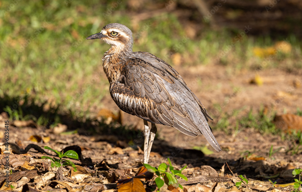 Bush Stone Curlew in Queensland Australia Bush Stone Curlew in Queensland Australia