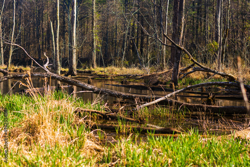 dead trees in the swamp