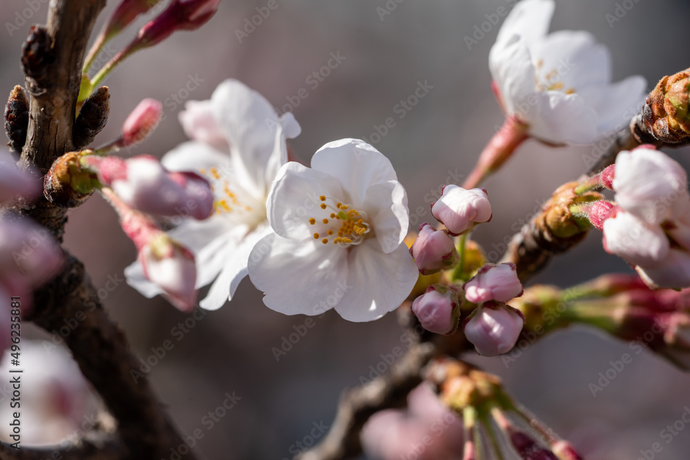 Many kind of Sakura - Cherry Blossom- start blooming in the city center of Tokyo Many kind of Sakura - Cherry Blossom- start blooming in the city center of Tokyo