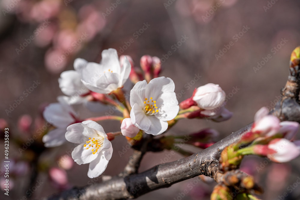 Many kind of Sakura - Cherry Blossom- start blooming in the city center of Tokyo Many kind of Sakura - Cherry Blossom- start blooming in the city center of Tokyo