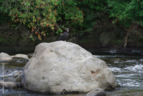 This image shows a boulder in a river in the Chiriqui province of Panama. A black vulture is seen standing on the boulder. photo