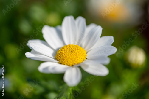 Daisy flower in Spring time of Tokyo