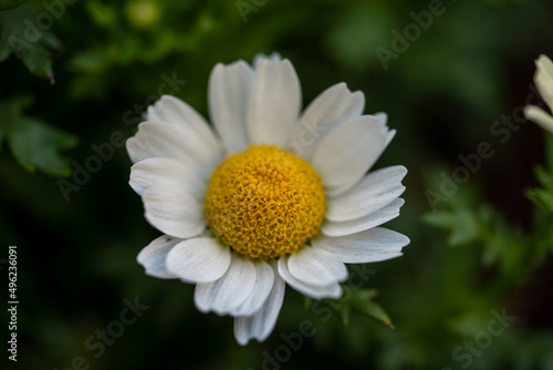 Daisy flower in Spring time of Tokyo