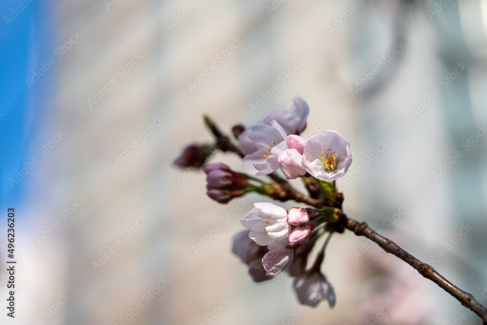 Many kind of Sakura - Cherry Blossom- start blooming in the city center of Tokyo Many kind of Sakura - Cherry Blossom- start blooming in the city center of Tokyo