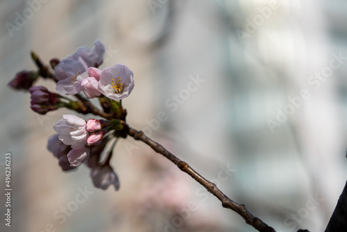Many kind of Sakura - Cherry Blossom- start blooming in the city center of Tokyo