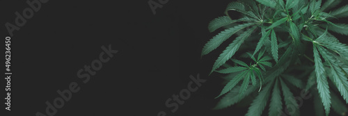 Fototapeta Naklejka Na Ścianę i Meble -  open cannabis bush black background with place for inscription, Banner photo. Illegal cultivation cannabis at home, cannabis bushes. Alternative medicine represented by medical .soft selective focus