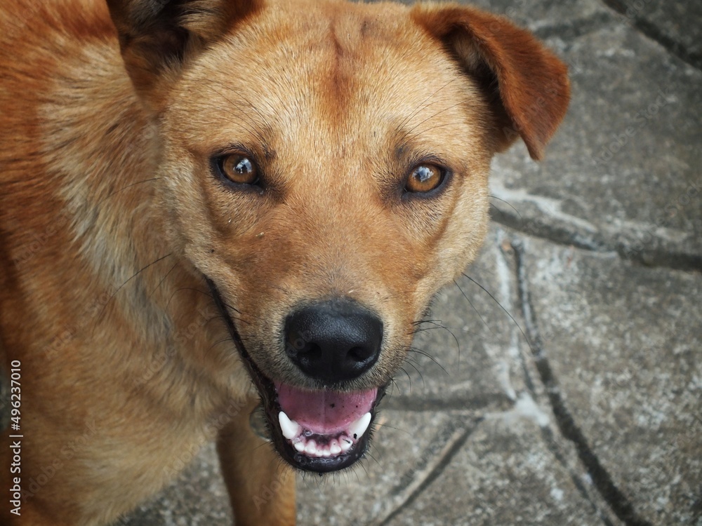Happy Doggo Happy Doggo