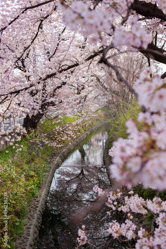 Wallpaper Mural cherry blossom trees along the river Torontodigital.ca
