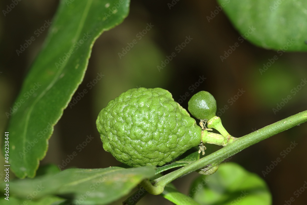 A bergamot seed in the garden A bergamot seed in the garden