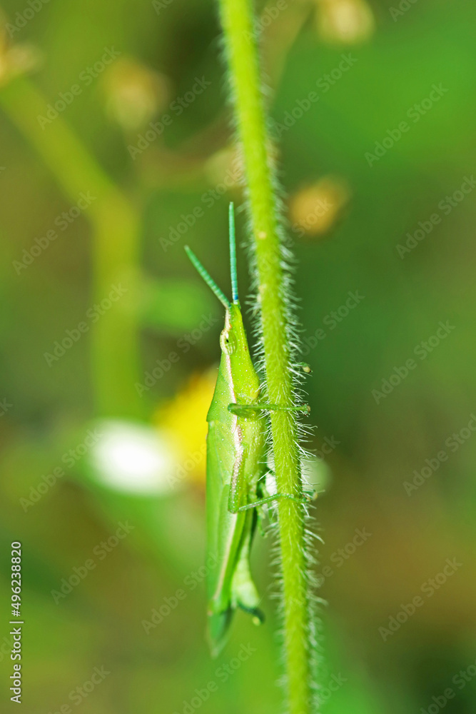 A green grasshopper on a leaf