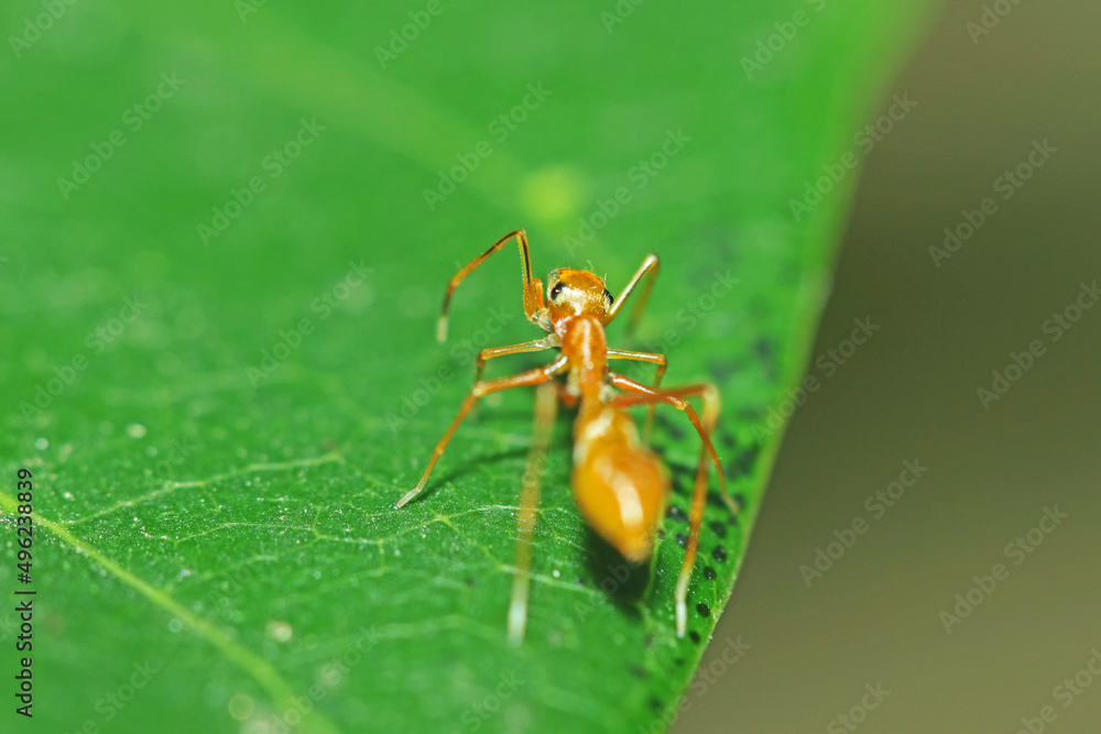 A mimic red ant spider on leaf A mimic red ant spider on leaf