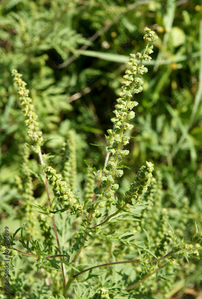 Ambrosia artemisiifolia is noxious weed
