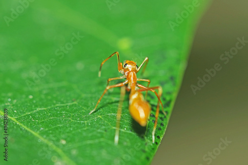 A mimic red ant spider on leaf © Sarin