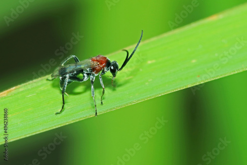 A fly insect on leaf