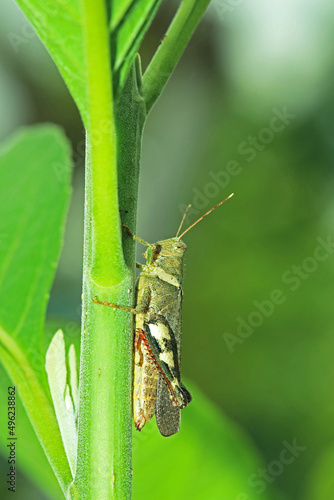 A grasshopper on a branch