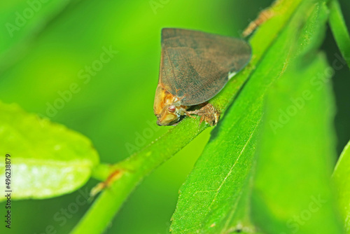 A black beetle on green leaf