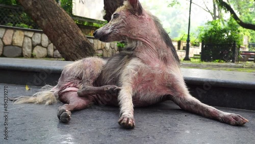 A dog scratching. A close up shot of a dog with Pruritus. A dog with pruritus will excessively scratch, bite, or lick its skin with loosing fur.NGO