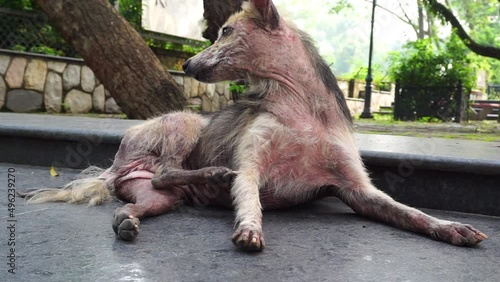A dog scratching. A close up shot of a dog with Pruritus. A dog with pruritus will excessively scratch, bite, or lick its skin with loosing fur.NGO photo