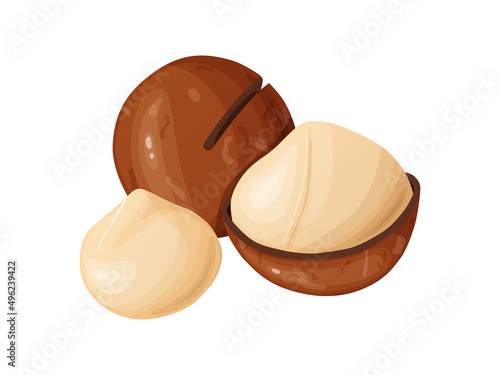 Macadamia nuts. Australian nut, healthy food. Whole and cracked nuts.