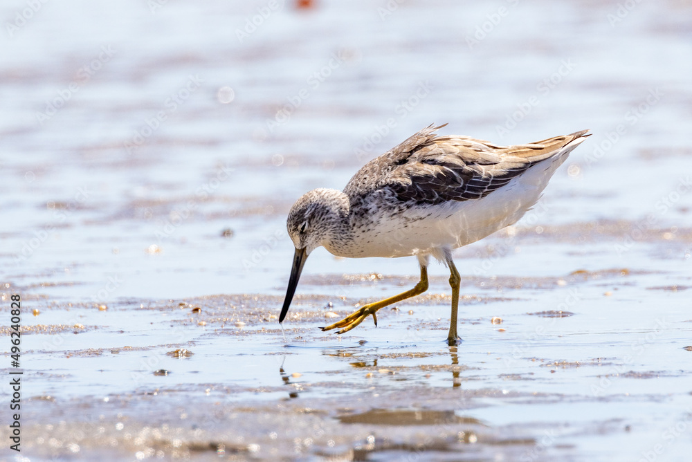 Nordmann's Greenshank in Queensland Australia Nordmann's Greenshank in Queensland Australia