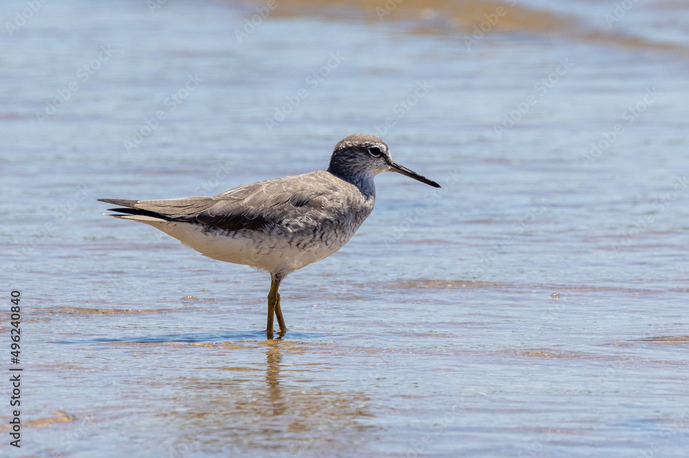 Grey-tailed Tattler in Queensland Australia Grey-tailed Tattler in Queensland Australia
