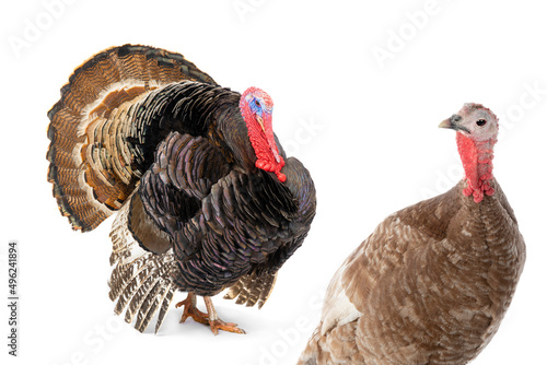 turkey male and female isolated on white background photo