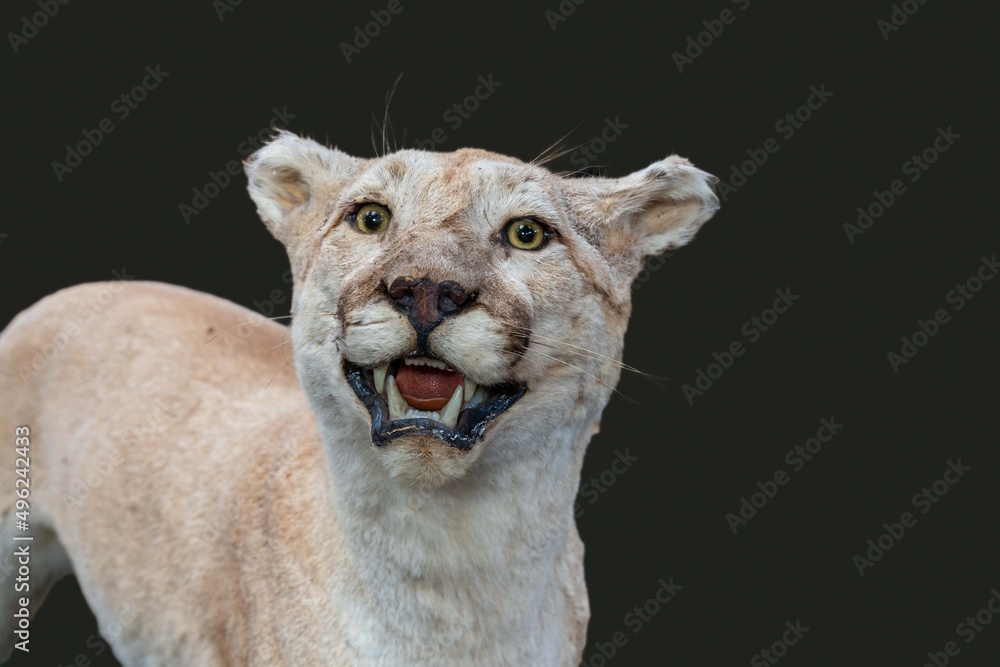Ταπετσαρία Mounted taxidermy cougar appears to be smiling