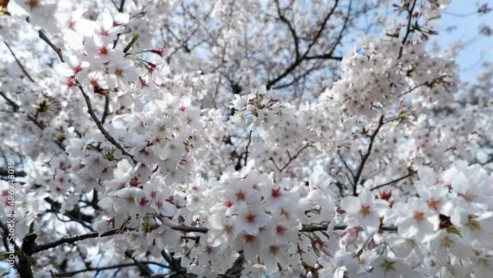 Cherry blossom flowers. Spring blooming flowers. Cherry blossom flowers. Spring blooming flowers.