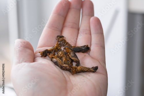 mole cricket in the palm of the hand