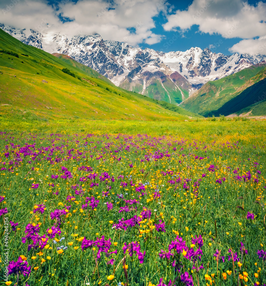 Beautiful summer view of blooming alpine meadows. Amazing morning scene of Caucasus mountains, Upper Svaneti, Georgia. Beauty of nature concept background..