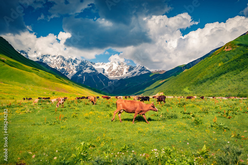 Cattle at a mountain pasture. Summer sunny day in Caucasun mountain. Stunning morning scene of Upper Savneti, Georgia, Europe. Greenery concept background..